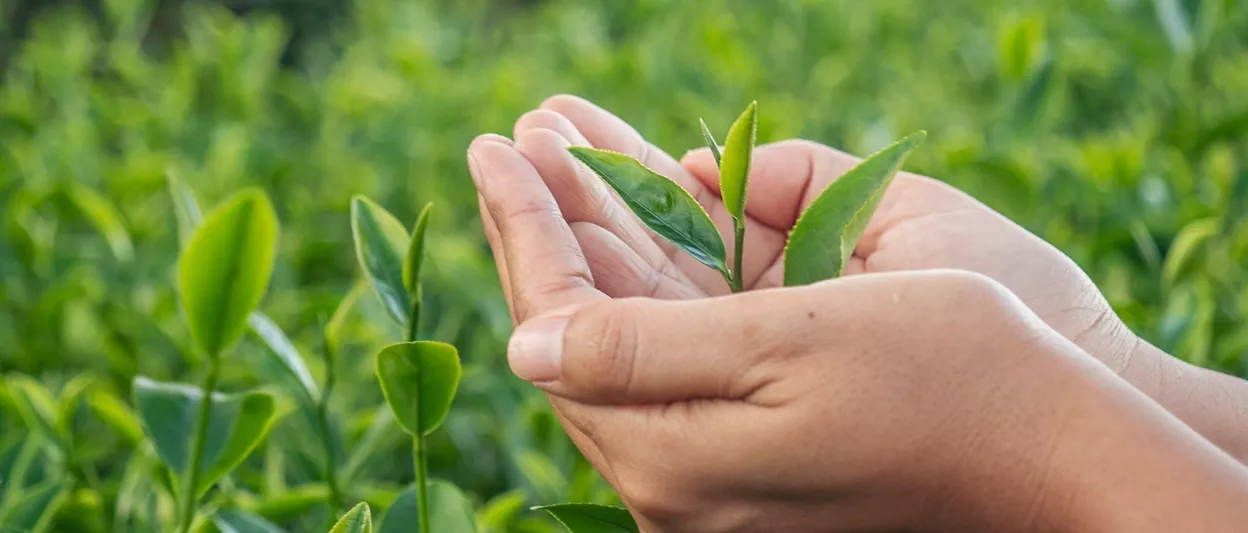 Ръка, която държи чаени листа